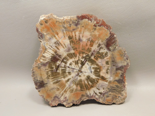 Petrified Rainbow Wood Stone Slab Polished Round Red Arizona #O148-2