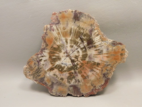 Petrified Rainbow Wood Stone Slab Polished Round Red Arizona #O148-2