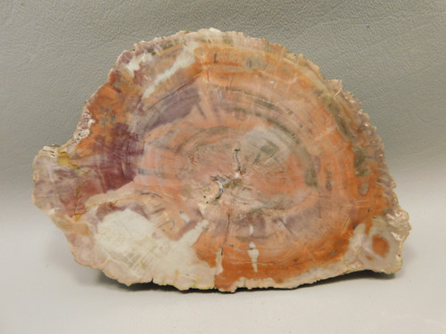 Petrified Rainbow Wood Stone Slab Polished Round Red Arizona #O148-3