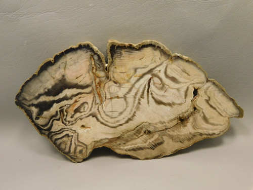 Petrified Wood Polished Slab Vantage Washington #O154-1