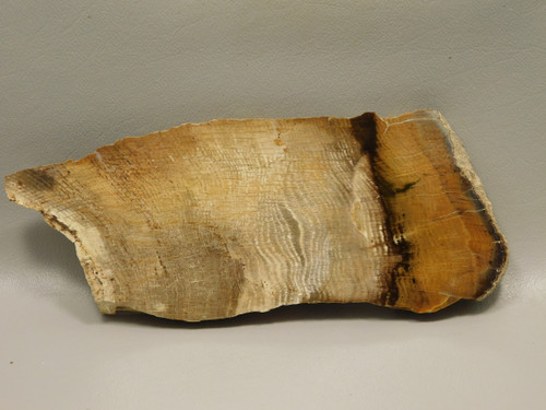 Petrified Wood Stinking Water Golden Oak Polished Slab Oregon #O14A-1