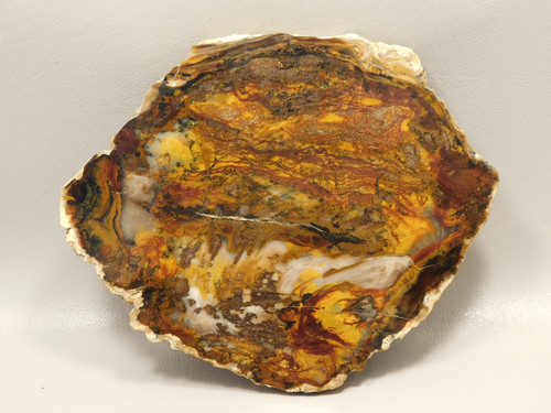 Petrified Wood Polished Round Saddle Mountain Washington #O135-40