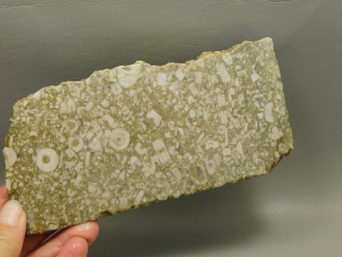 Crinoid Marble Fossil Stone Slab Rough Rock Tennessee #O2