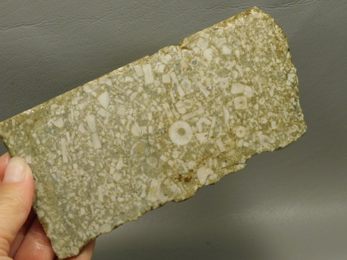 Crinoid Marble Fossil Stone Slab Rough Rock Tennessee #O3