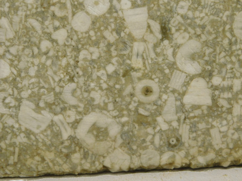 Crinoid Marble Fossil Stone Slab Rough Rock Tennessee #O5
