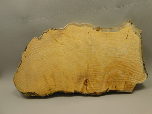 Petrified Wood Polished Slab Yakima Canyon, WA #O134-3