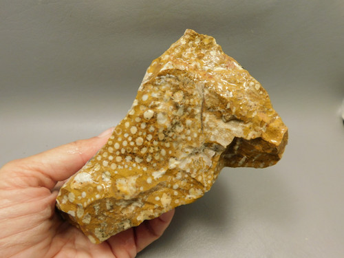 Spotted Fawn Stone or Tigilitis Lapidary Rough Rock #O2