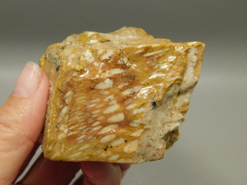 Spotted Fawn Stone or Tigilitis Lapidary Rough Rock #O3