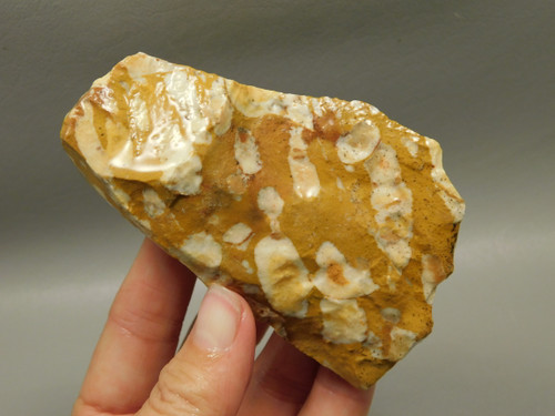 Spotted Fawn Stone or Tigilitis Lapidary Rough Rock #O6