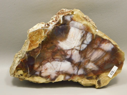 Petrified Wood Polished Rock Hubbard Basin Nevada #O1