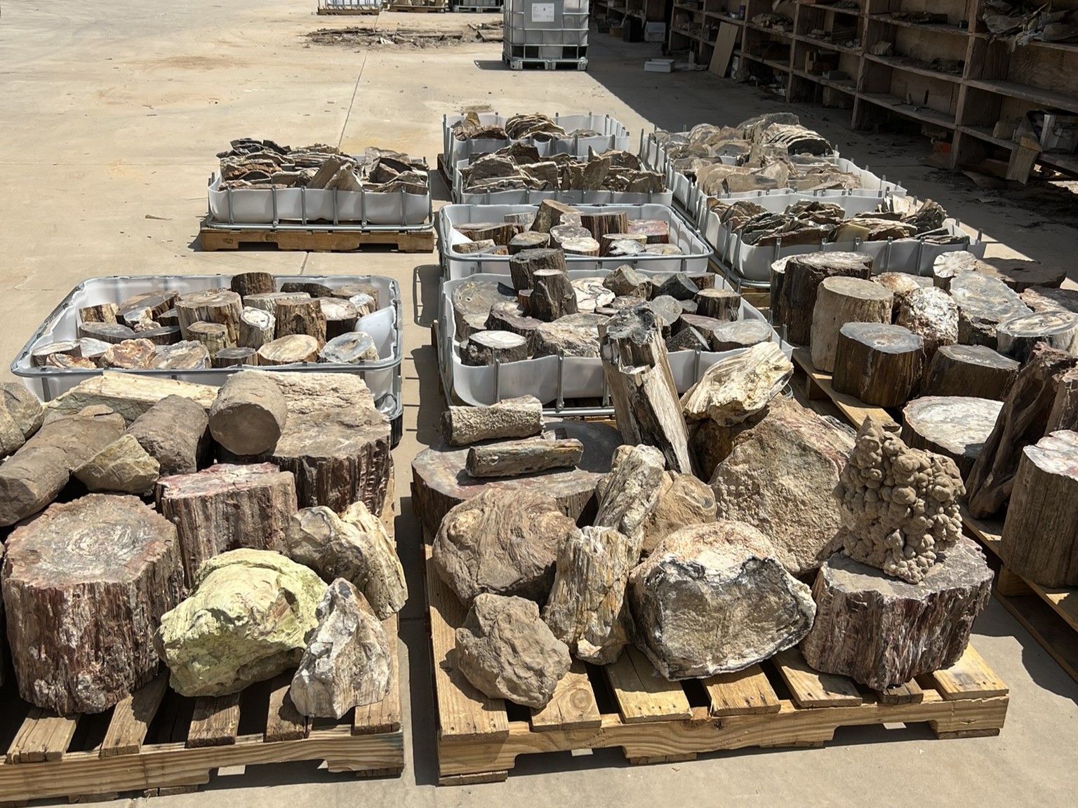 The Samuel and Ruth Kirkby Petrified Wood Collection