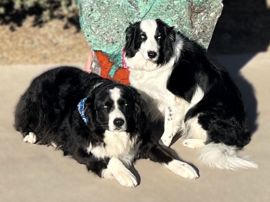 Crystal Healing for Your Pet
