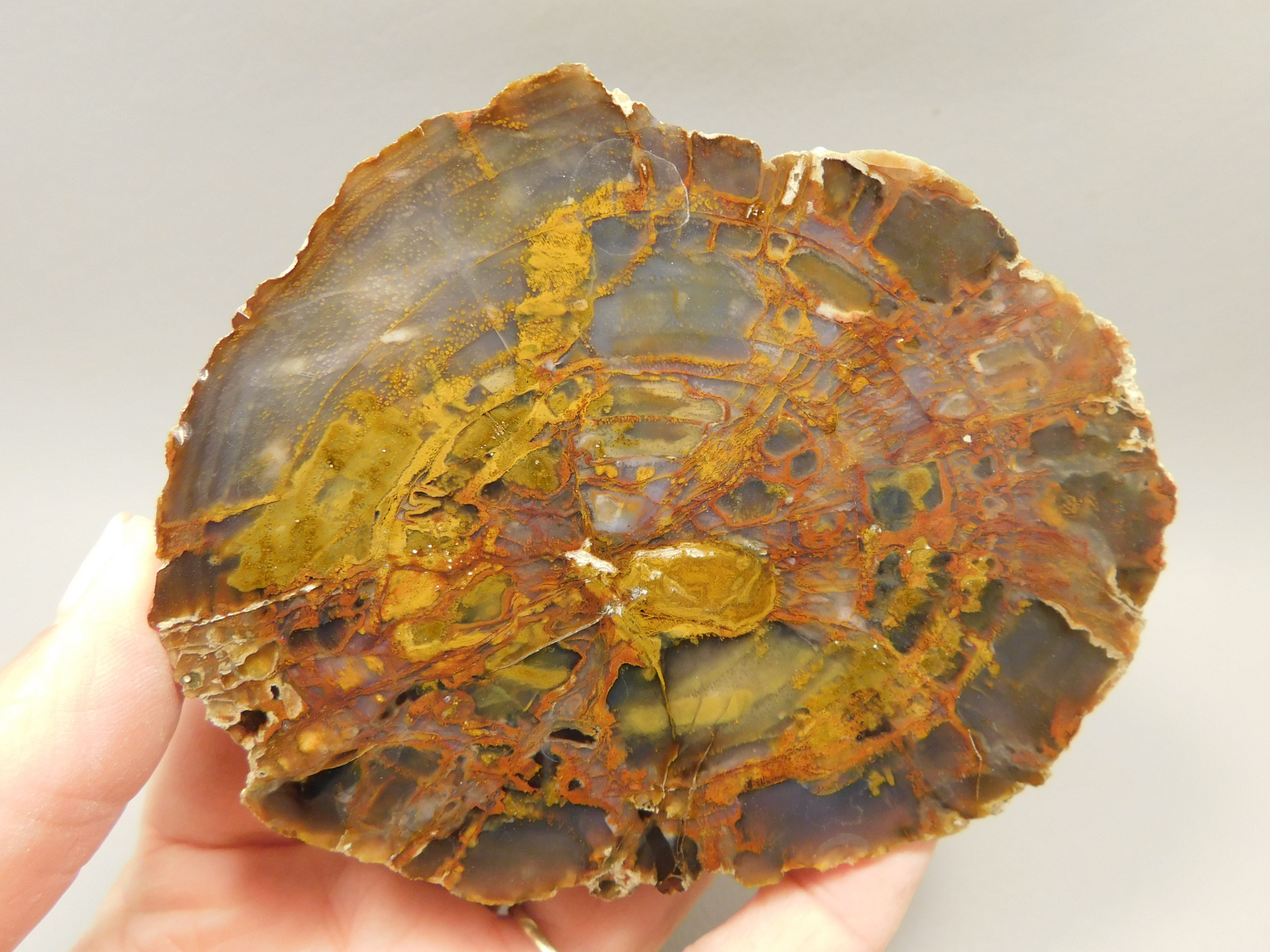 The Colors of Petrified Wood