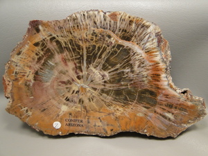 petrified-wood.jpg