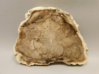 Wiggins Fork Petrified Wood Polished Round Wyoming #OWF1 - OakRocks