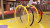 Bee Loops