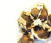 Moringa Oleifera Seed Whole