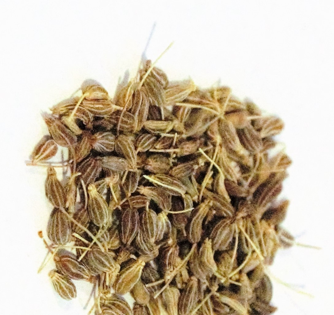 Anise Seed Whole