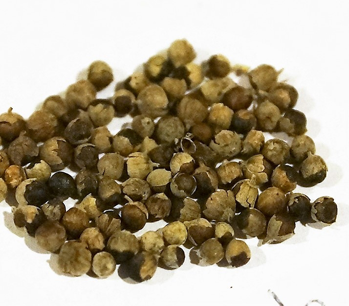 Chasteberry whole