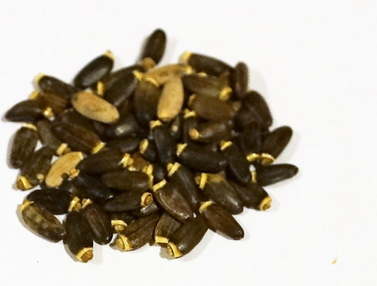 Milk Thistle Seeds Whole