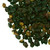 Elderberries Whole