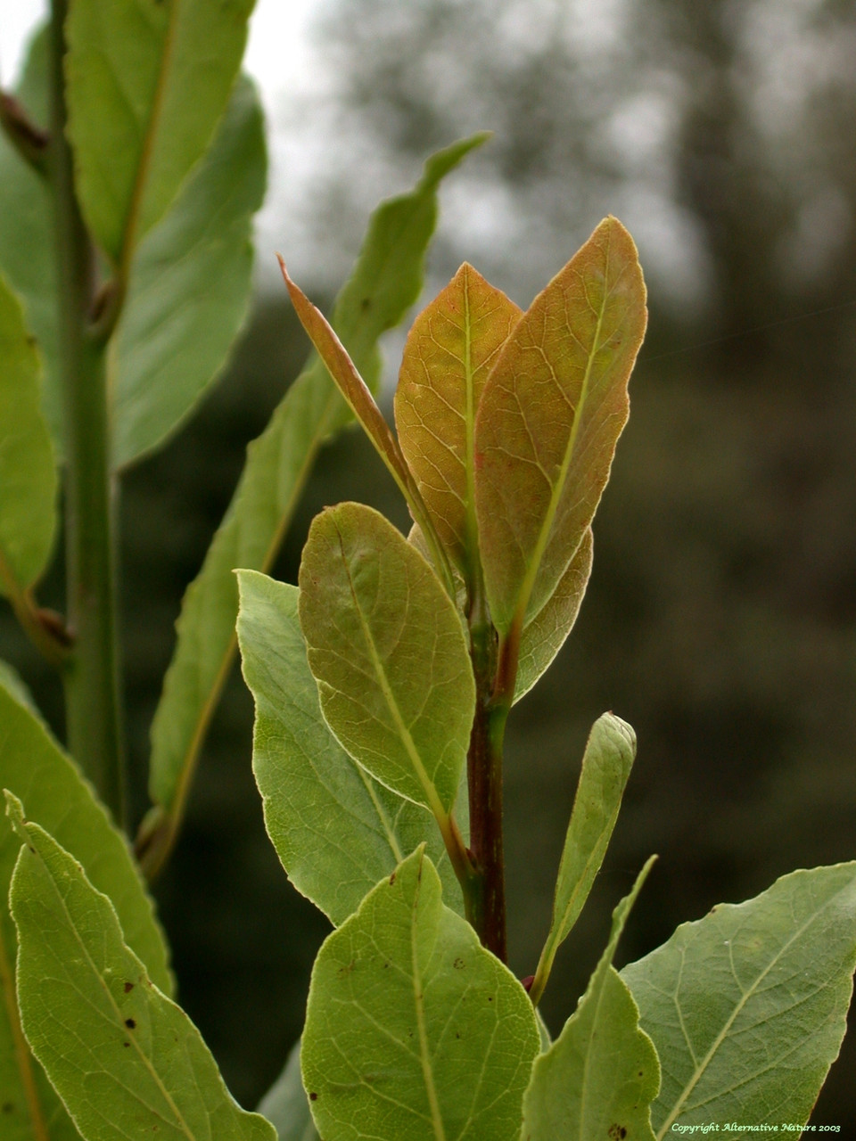 Bay (Laurus nobilis)