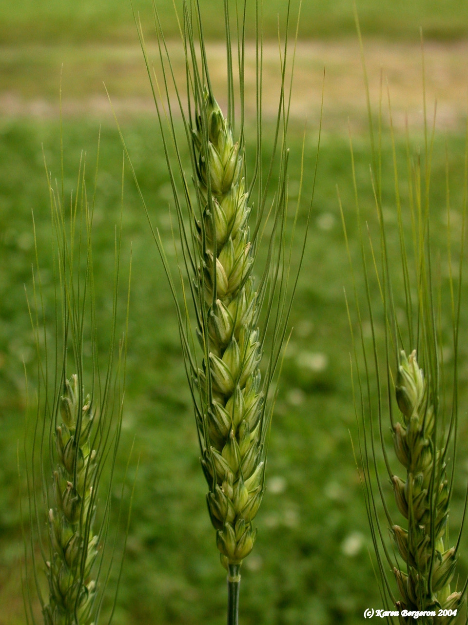 Barley (Hordeum vulgare)