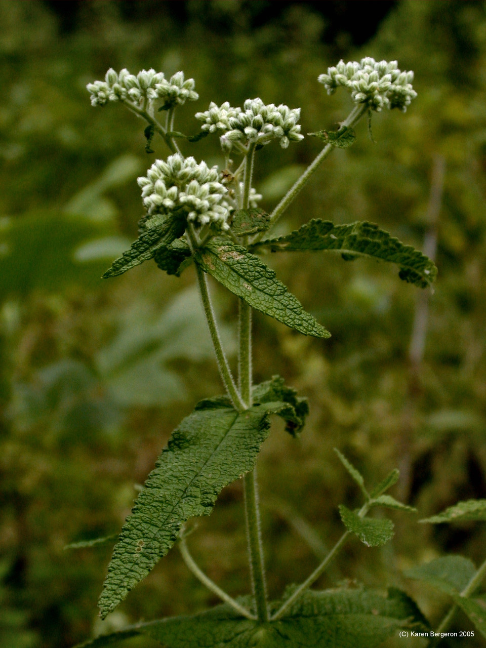 Boneset (Eupatorium perfoliatum)