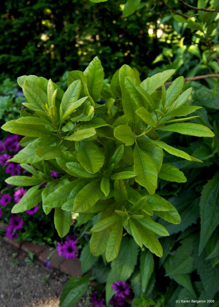 Bayberry (Myrica cerifera syn Morella cerifera)