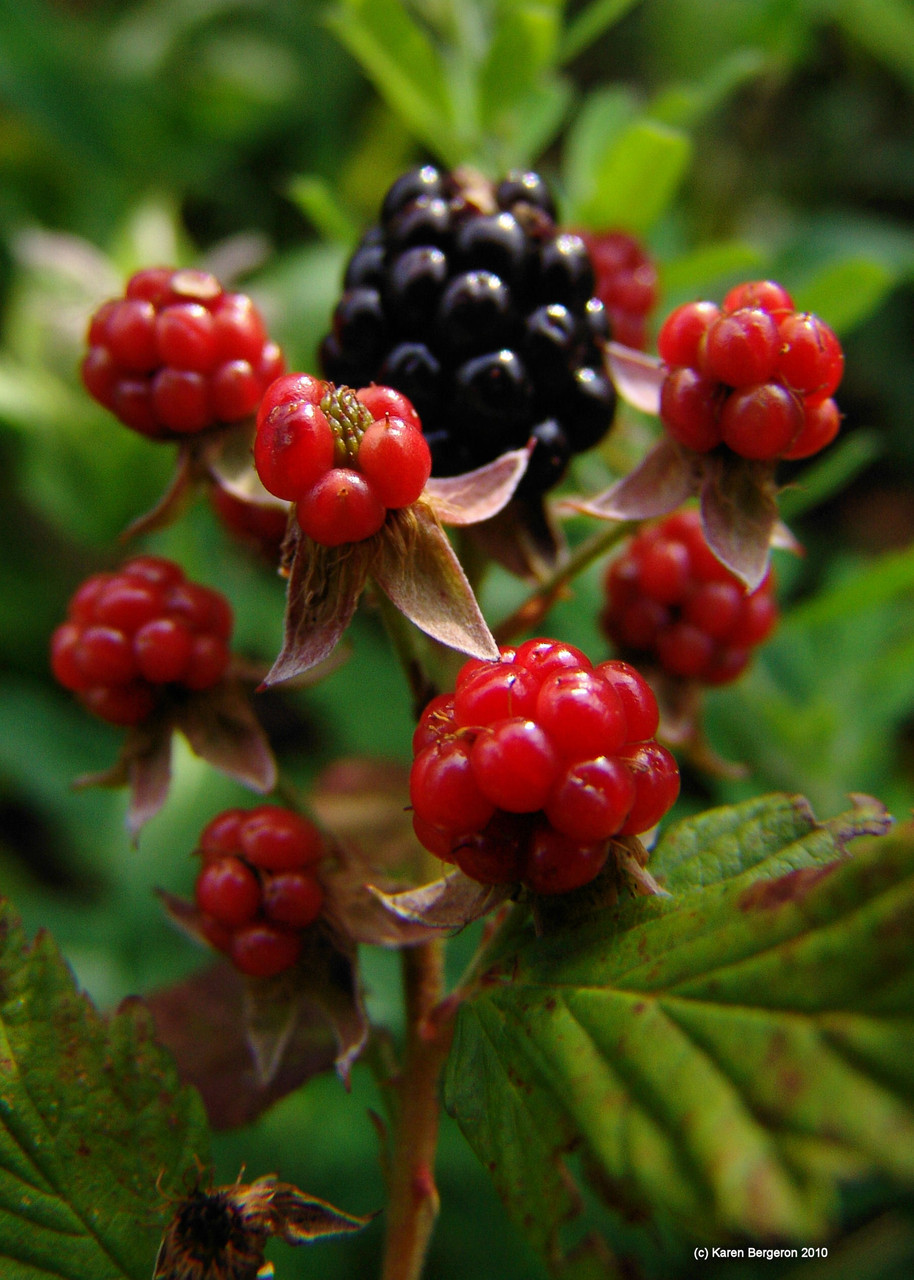 Blackberry (Rubus fructicosus)