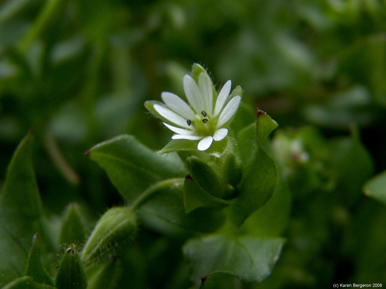 Chickweed (Stellaria media)