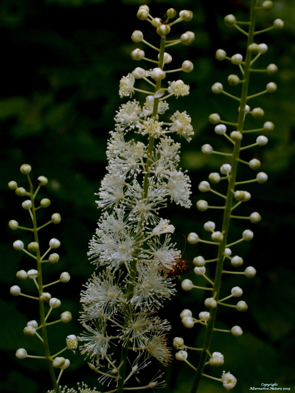 Black Cohosh (C. racemosa s. Actaea racemonsa)