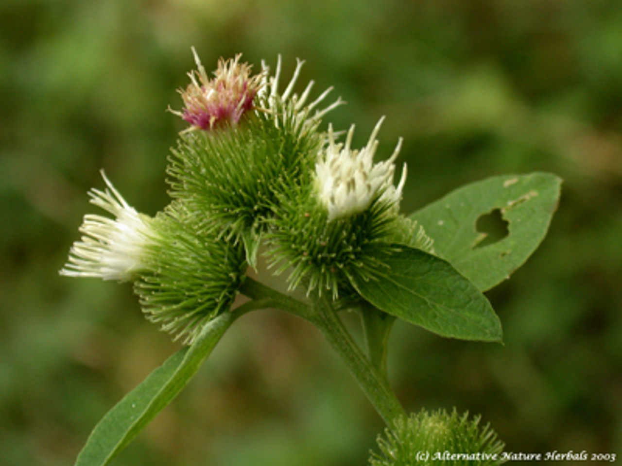 Burdock (Arctium lappa)