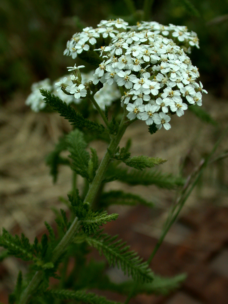 Yarrow (Achillea millefolium)