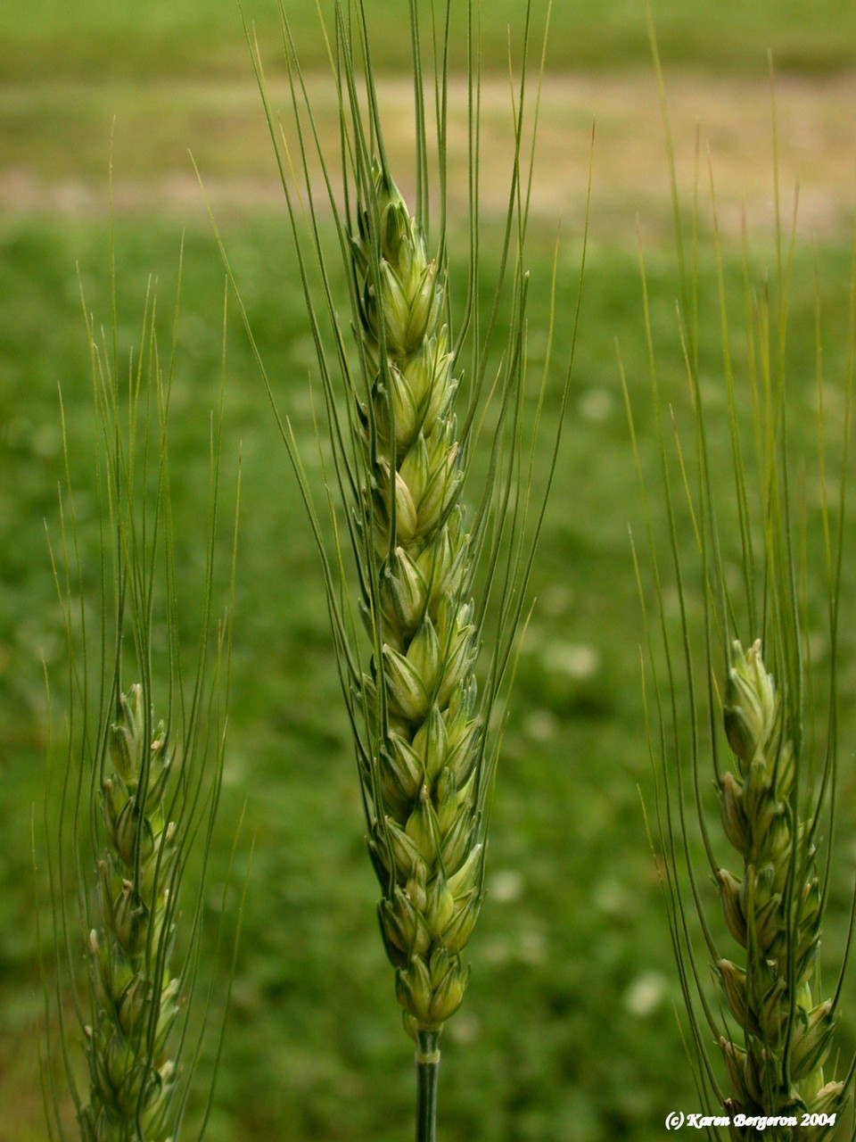 Barley (Hordeum vulgare)