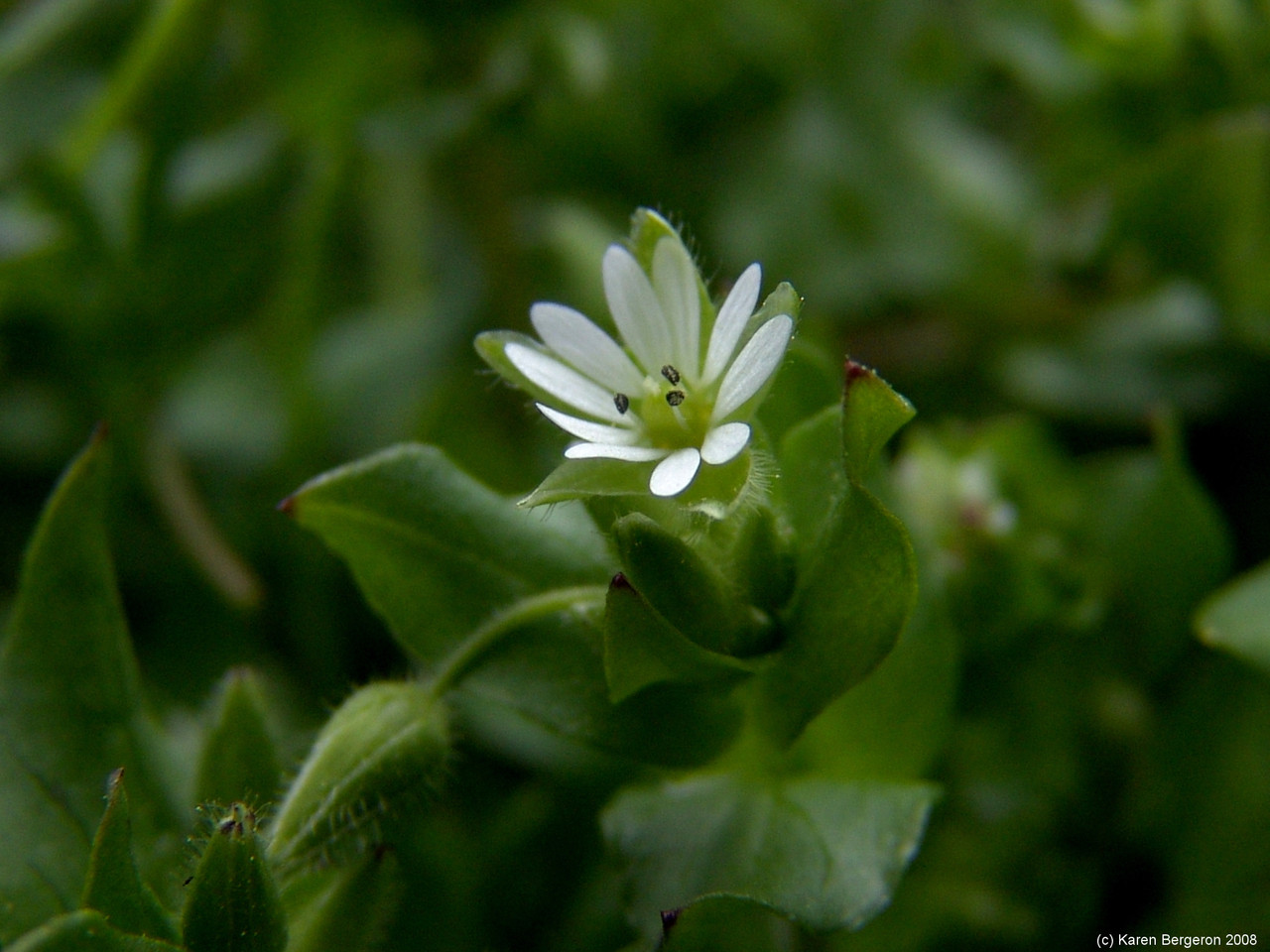 Chickweed (Stellaria media)