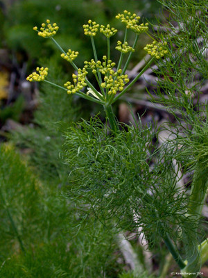 Fennel (Foeniculum vulgare)