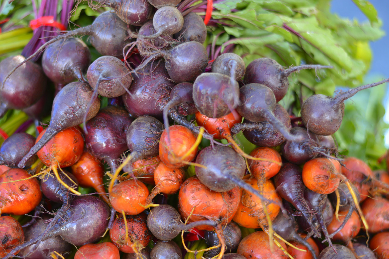 Beet (Beta vulgaris)