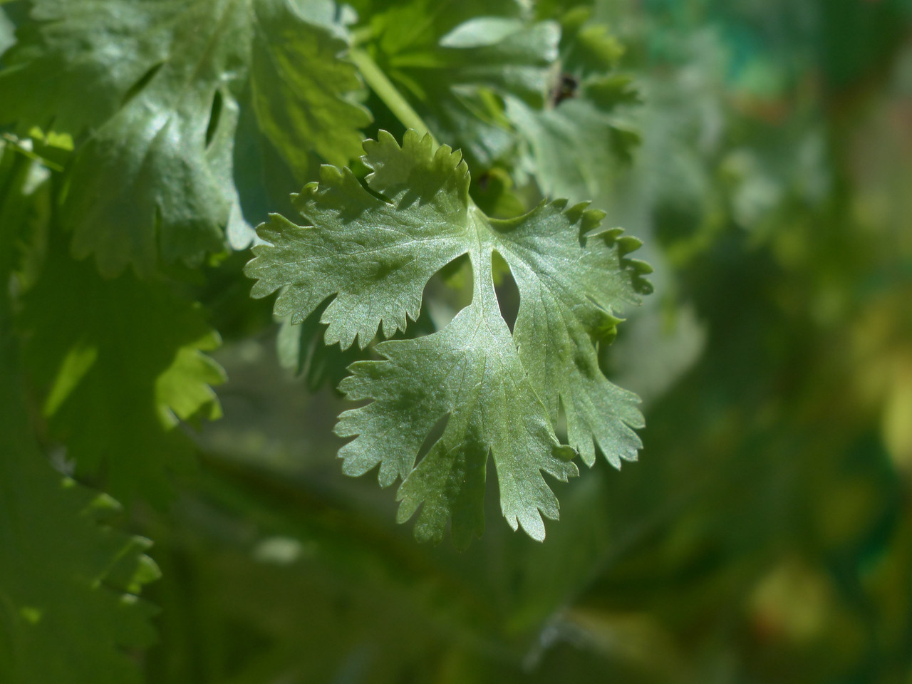 Coriander (Coriandrum sativum)