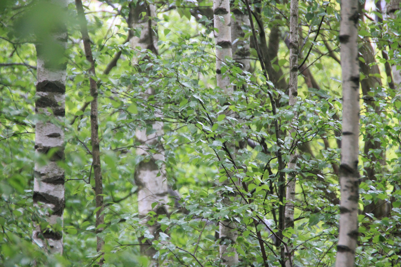 Birch (Betula spp.)