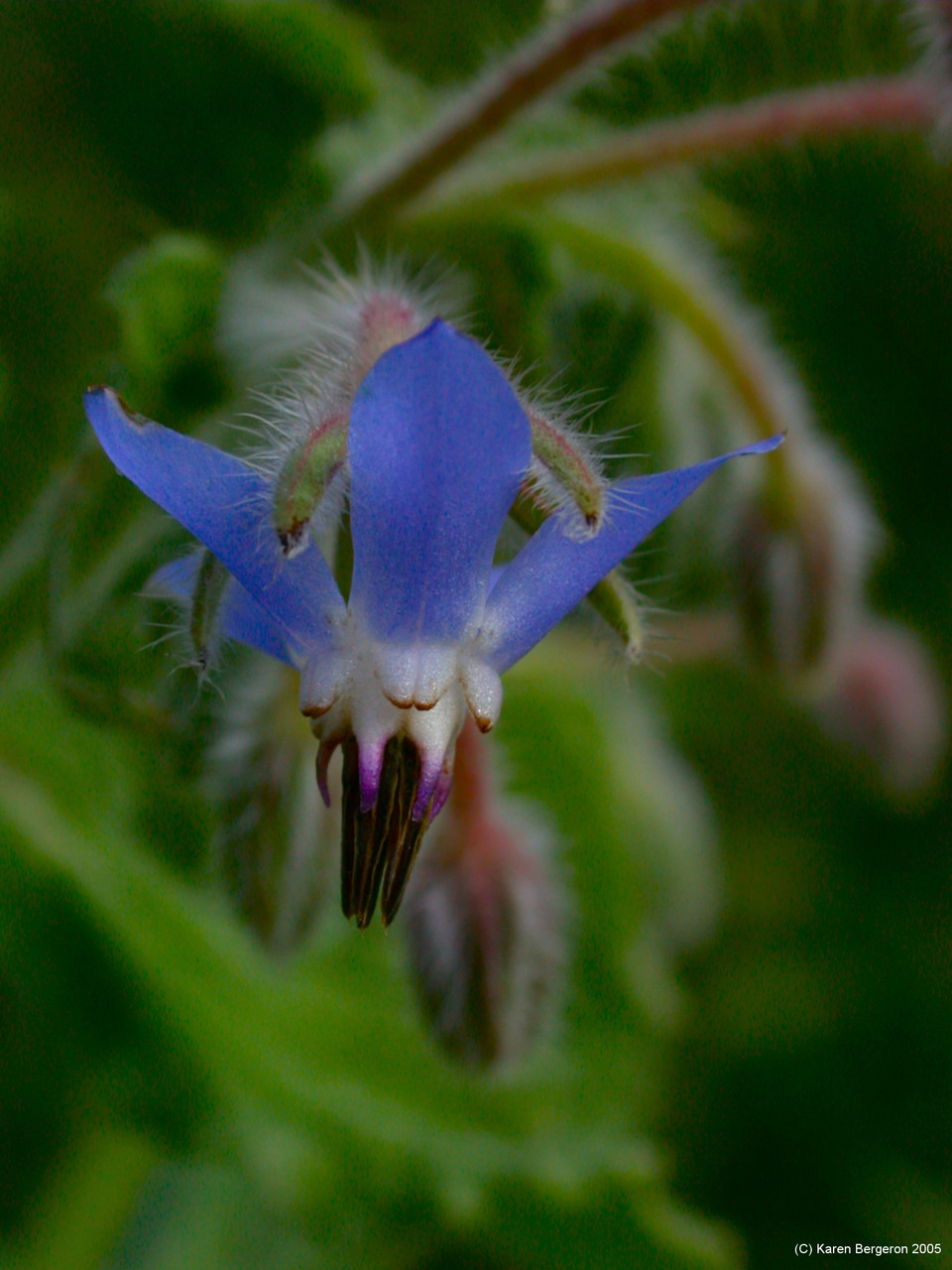 Borage (Borago officinalis)