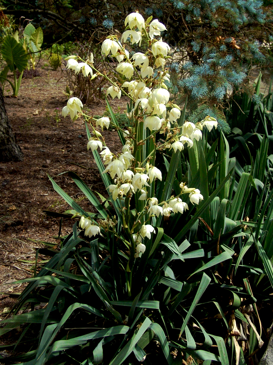 Yucca (Yucca spp.)