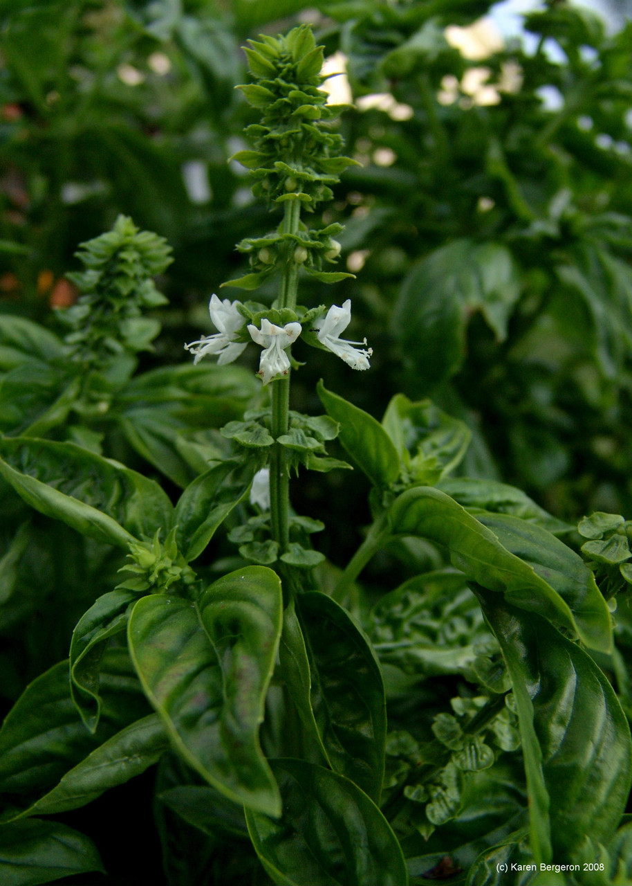 Basil (Ocimum basilicum)