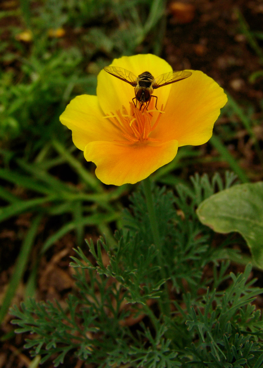 California Poppy (Eschscholzia californica)