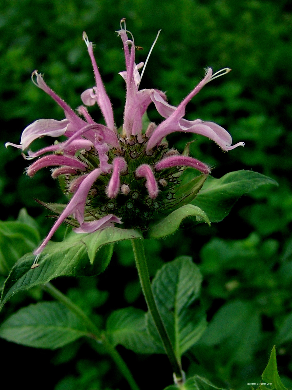Bergamot Wild (Bee Balm) (Monarda fistulosa)