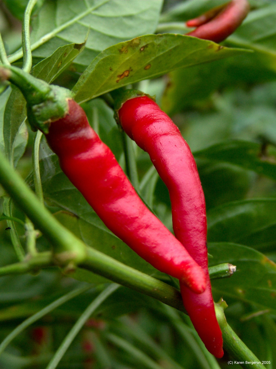Cayenne (Hot) (Capsicum annuum)