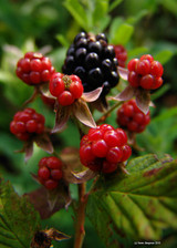 Blackberry (Rubus fructicosus)