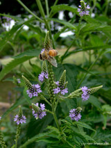 Blue Vervain (Verbena hastata)