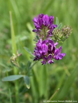 Alfalfa (Medicago sativa)