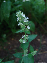 Catnip (Nepeta cataria)